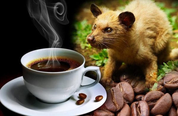Cà phê chồn Tây Nguyên – thức uống đậm hương vị Việt.