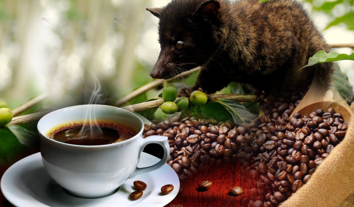 Hương vị của cà phê chồn được miêu tả gồm nhiều tầng lớp